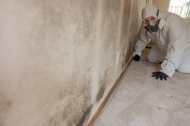 Reliable Bonner Springs, KS Mold Removal Solutions